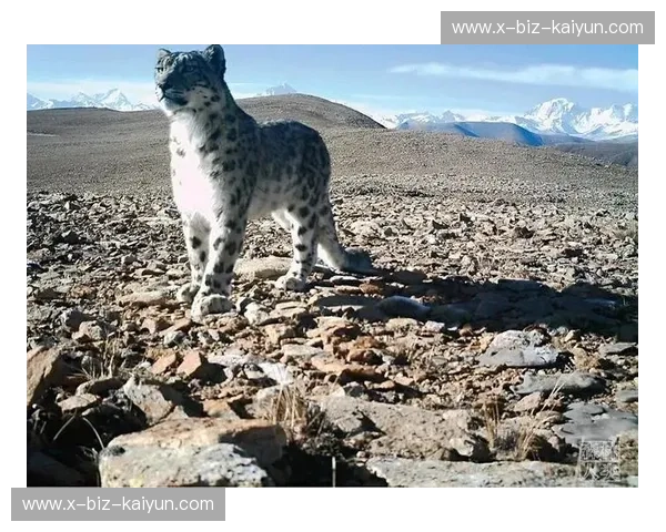 巅锋对决：雪豹vs荒野之王，谁才是世界屋脊的真正主宰？